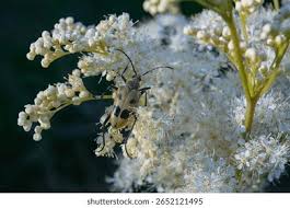 Attēlu rezultāti vaicājumam “Pachyta quadrimaculata”