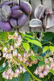 Attēlu rezultāti vaicājumam “Cinna latifolia fruit”