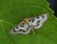 Attēlu rezultāti vaicājumam “Anania hortulata”