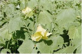 Image result for Abelmoschus moschatus