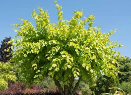 Attēlu rezultāti vaicājumam “Ulmus glabra leaf”