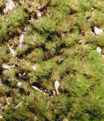 Attēlu rezultāti vaicājumam “Eucladium verticillatum”