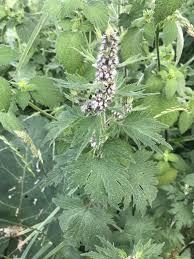 Attēlu rezultāti vaicājumam “Leonurus quinquelobatus”