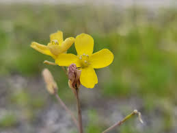 Image result for Diplotaxis tenuifolia