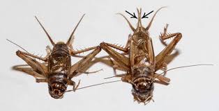 Attēlu rezultāti vaicājumam “Gryllus domesticus”