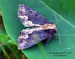 Attēlu rezultāti vaicājumam “Dypterygia scabriuscula”