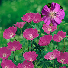 Image result for Storchschnäbel