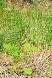 Attēlu rezultāti vaicājumam “Geum rivale leaf”