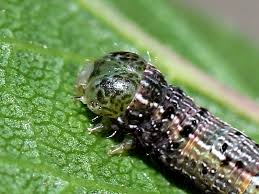 Attēlu rezultāti vaicājumam “Charissa ambiguata”