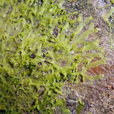 Attēlu rezultāti vaicājumam “Metzgeria violacea”