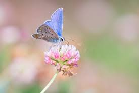 Attēlu rezultāti vaicājumam “Trifolium hybridum flower”