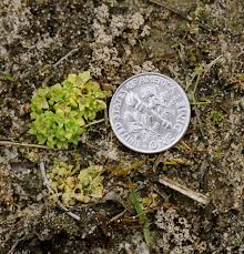 Attēlu rezultāti vaicājumam “Parnassiaceae”