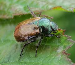 Attēlu rezultāti vaicājumam “Phyllopertha horticola”