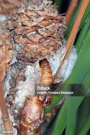 Attēlu rezultāti vaicājumam “Retinia resinella exuvia”