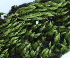 Attēlu rezultāti vaicājumam “Bryum argenteum sporophyte”