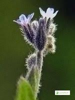 Attēlu rezultāti vaicājumam “Myosotis sparsiflora leaf”
