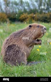 Image result for Castor fiber