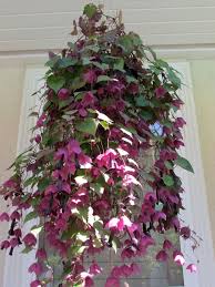 Image result for Rhodochiton atrosanguineum