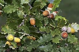 Attēlu rezultāti vaicājumam “Quercus robur fruit”