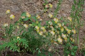 Image result for Anthyllis vulneraria