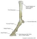 File:Equine-dist-forelimb-bones.png - Wikipedia, the free encyclopedia