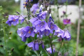 Image result for Polemonium coeruleum album