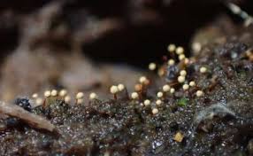 Attēlu rezultāti vaicājumam “Cribraria languescens”