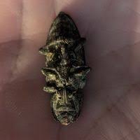 Attēlu rezultāti vaicājumam “Chalcophora mariana”