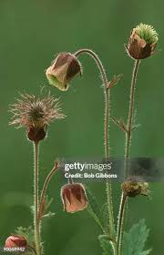 Attēlu rezultāti vaicājumam “Geum rivale fruit”