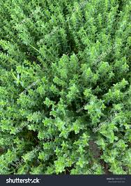 Attēlu rezultāti vaicājumam “Herniaria glabra”