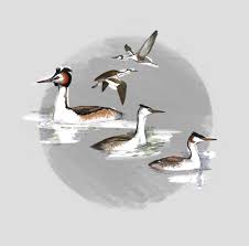 Attēlu rezultāti vaicājumam “Podiceps cristatus”