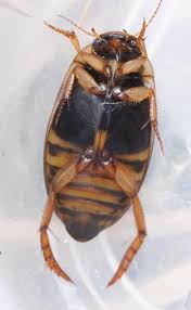 Attēlu rezultāti vaicājumam “Rhantus frontalis”