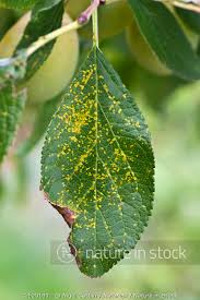 Attēlu rezultāti vaicājumam “Tranzschelia pruni-spinosae”