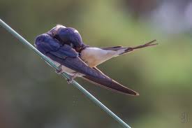 Attēlu rezultāti vaicājumam “Hirundo rustica adult”