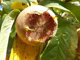 Attēlu rezultāti vaicājumam “Mespilus germanica fruit”