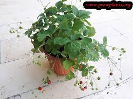 Attēlu rezultāti vaicājumam “Fragaria moschata”