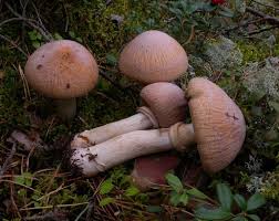 Attēlu rezultāti vaicājumam “Rozites caperata”