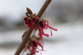 Attēlu rezultāti vaicājumam “Hamamelis vernalis bud”