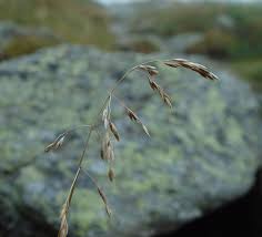 Attēlu rezultāti vaicājumam “Poa pratensis fruit”