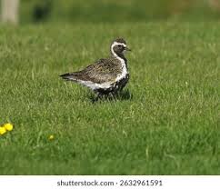 Attēlu rezultāti vaicājumam “Pluvialis apricaria”