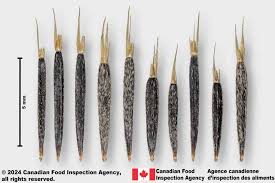 Attēlu rezultāti vaicājumam “Tagetes”