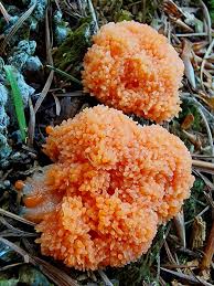 Attēlu rezultāti vaicājumam “Lycogala miserum sessile”