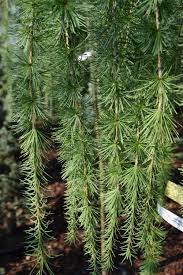 Attēlu rezultāti vaicājumam “Larix kaempferi leaf”