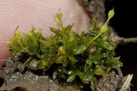 Attēlu rezultāti vaicājumam “Tortula truncata”