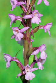 Attēlu rezultāti vaicājumam “Gymnadenia conopsea flower”