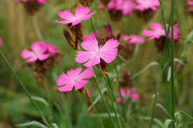 Image result for Dianthus carthusianorum