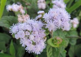 Image result for Ageratum mexicanum