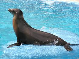 Image result for Zalophus californianus