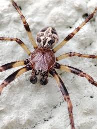 Attēlu rezultāti vaicājumam “Larinioides cornutus male”