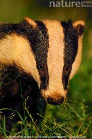 Attēlu rezultāti vaicājumam “Meles meles adult”